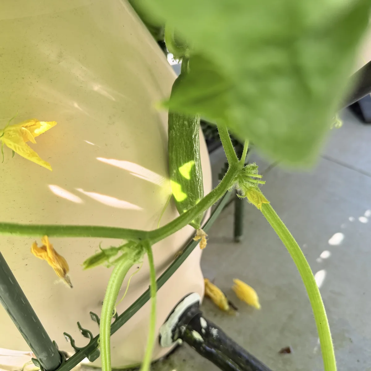 A cucumber ripening on the tower